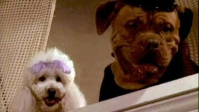 Tequila and Bonetti: Wonderdog