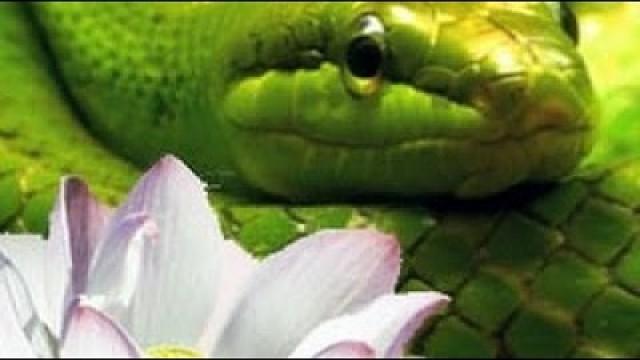 The Serpent and the Lotus