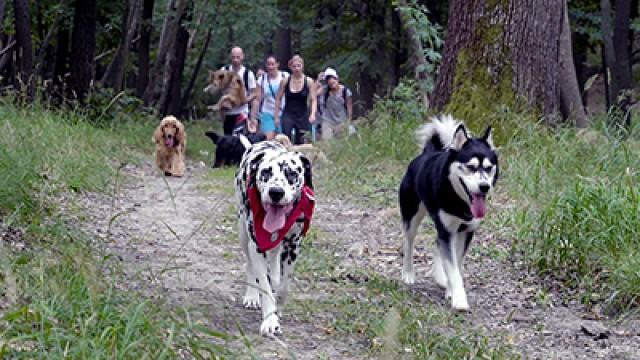 Thirty dogs have escorted us through the Vértes of this year's last Blue Tour section s Last Blue Tour