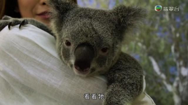 澳洲昆士蘭－張曦雯追蹤自然風光