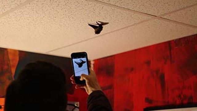 ATTACK OF THE BAT!