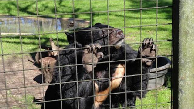THE ZOOKEEPER!