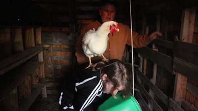 DON\'T BE A CHICKEN!