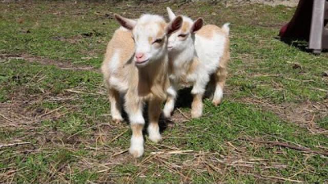 ADORABLE BABY GOATS!