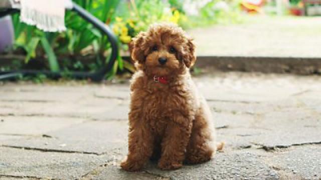 Songs 1: Waffle Doggy