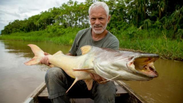 The Amazon