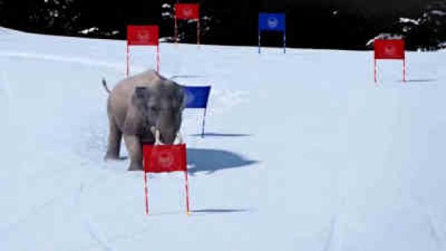 Riesenslalom
