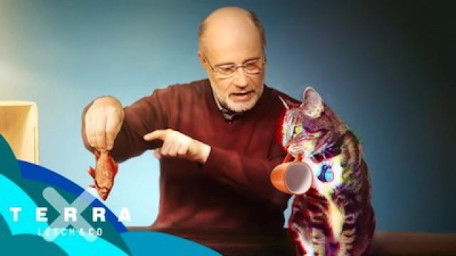 Schrödingers Katze – Tot oder lebendig? | Harald Lesch