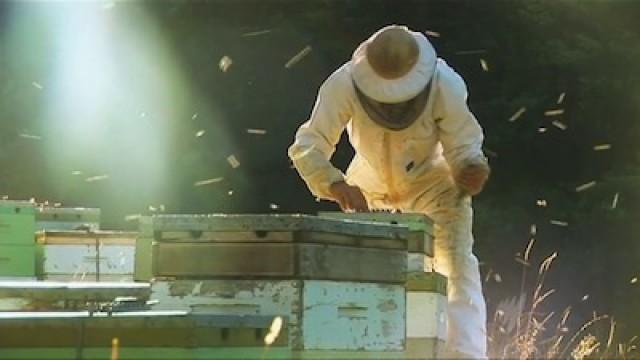 The Beekeeper
