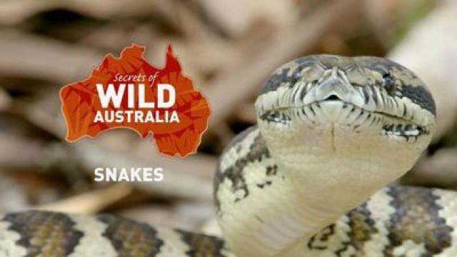 Snakes
