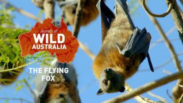 The Flying Fox