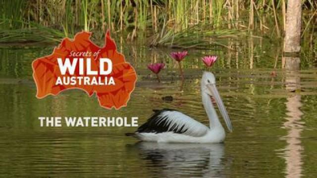The Waterhole
