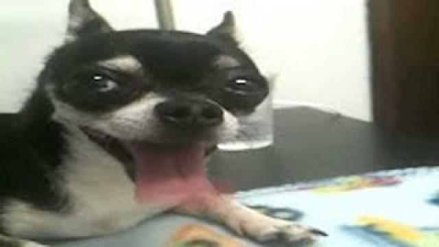 Mr. Marbles Has a Long Tongue