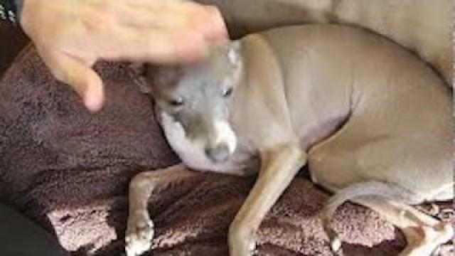 How To Mildly Annoy Your Dogs