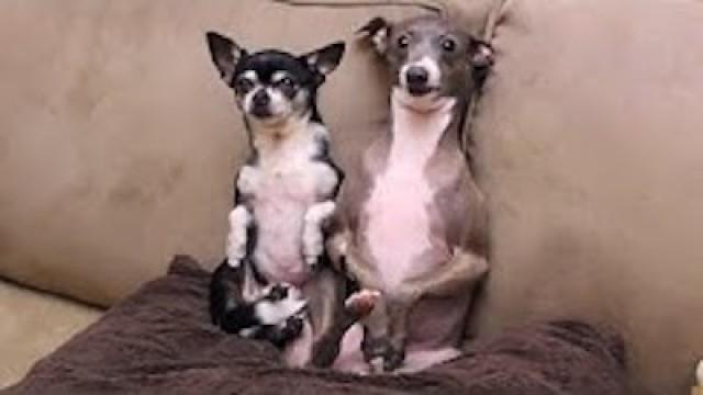 How to Mildly Annoy Your Dogs Part 2