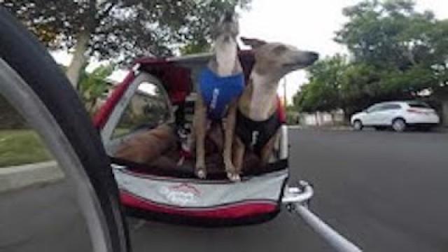 My Dogs' Bike Trailer