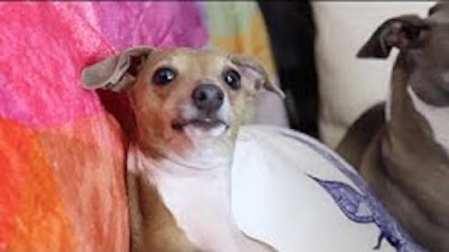 How To Mildly Annoy Your Dogs Part 3