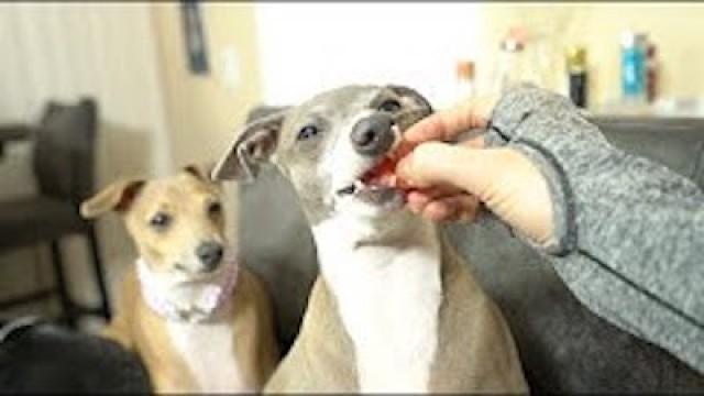 My Dogs Try Fruits And Vegetables