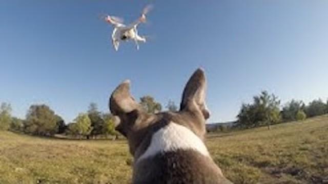 My Dog Chasing A Drone