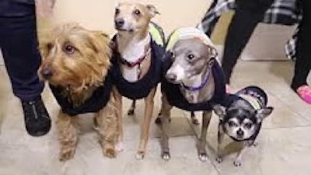 Quadruple Dog Sweater