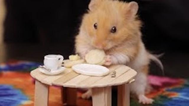 Making Tiny Things For Our Hamster