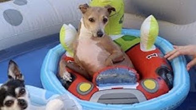 Throwing My Dogs A Pool Party