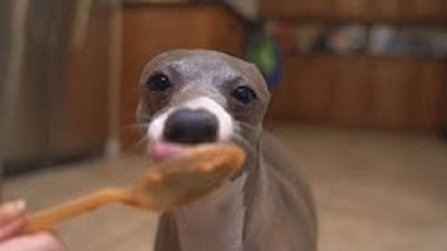 My Dogs Eating Peanut Butter For 3 Minutes Straight