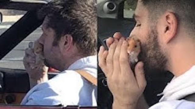 Recreating The Hamster Picture