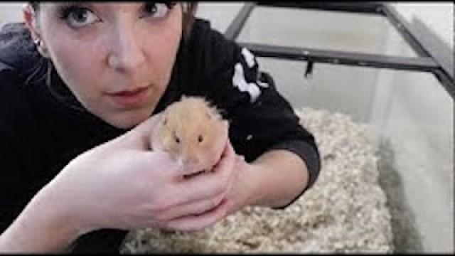Giving My Hamster A Home Makeover