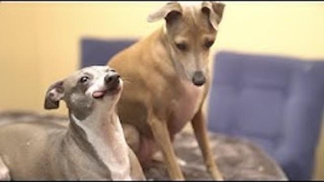 My Dogs Eating Popcorn ASMR