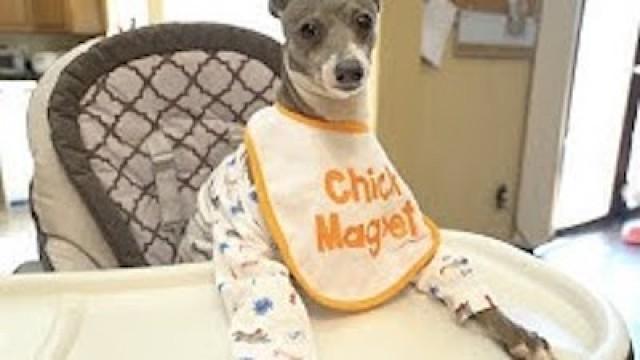 Treating My Dogs Like Babies For A Day