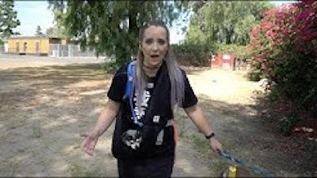 I Let My Dogs Walk Me For A Day