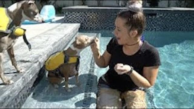 Teaching My Dogs How To Swim