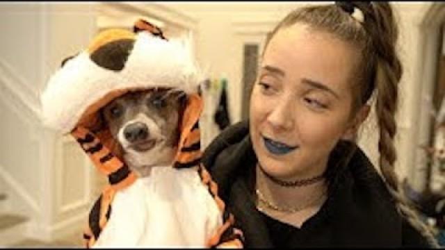 My Dogs Try On Halloween Costumes 2