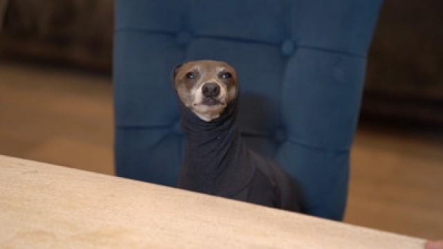 Cutting Soap For My Dog While He Wears A Turtleneck