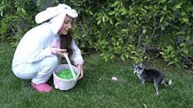 Doing An Easter Egg Hunt For My Dogs