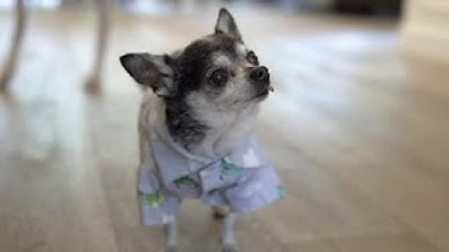 11 Shirts For Marbles’ 11th Birthday