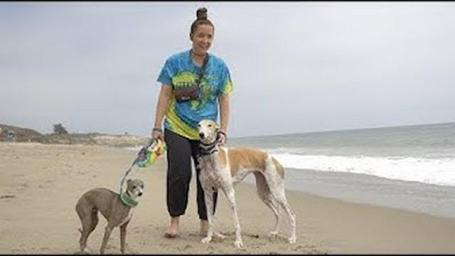 Taking Our Greyhound To The Beach For The First Time