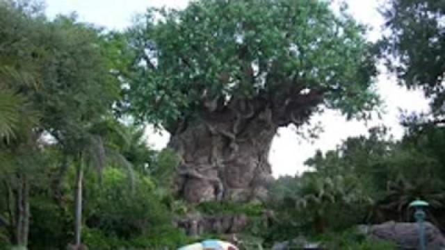 Nerdtour Orlando: Dia 8 - Curtindo a natureza numa montanha russa sem explicação