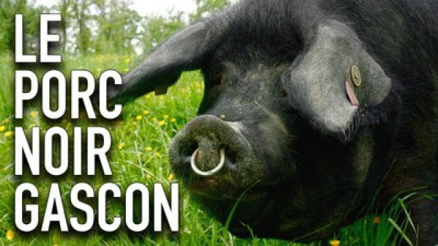 Le porc noir Gascon - Documentaire YouCook