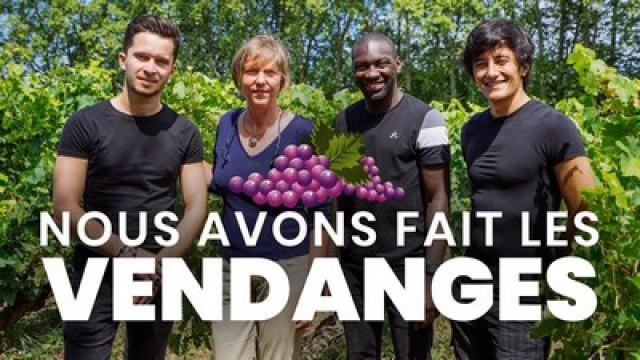 Nous avons fait les vendanges - Reportage YouCook