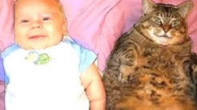 FATTEST CAT EVER!? : "Chocolate Sunday #3"