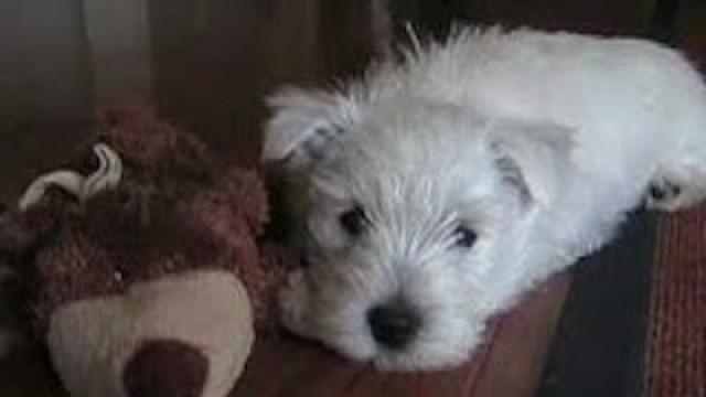 A CUTETACULAR INTRODUCTION!