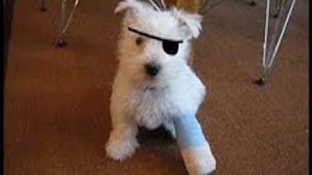 Adorable Puppy Injury!!!!