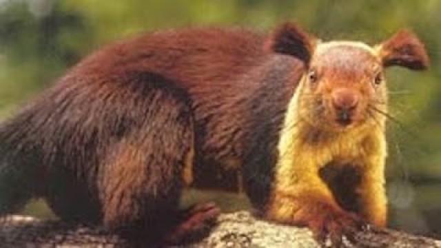 Four Foot Squirrel