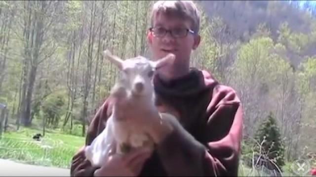 A GOAT GIVING BIRTH