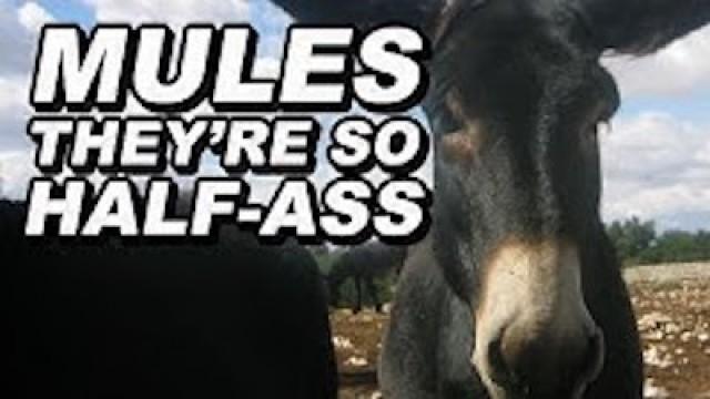 Mules are so Half-Ass
