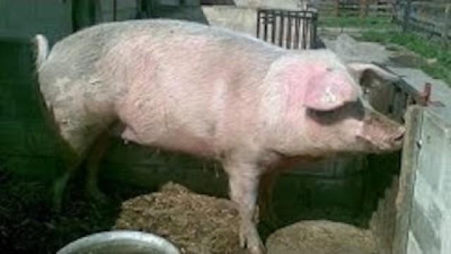 Health Care Overhaul Summarized Via MASSIVE PIG