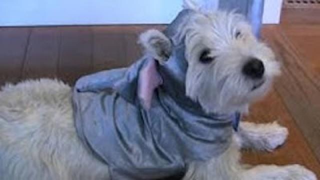 Puppy Elephant Defends Capitalism