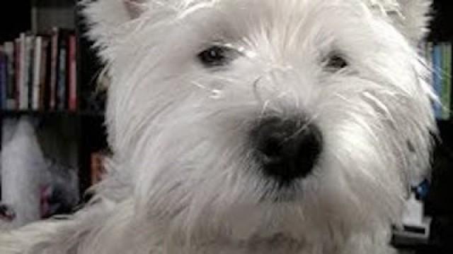 Adorable Puppy Explains Health Care Bill